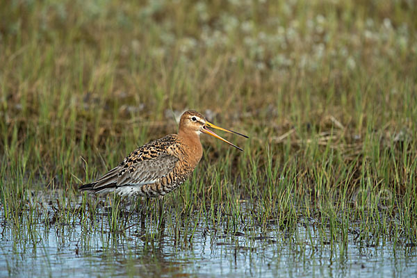 Uferschnepfe (Limosa limosa)