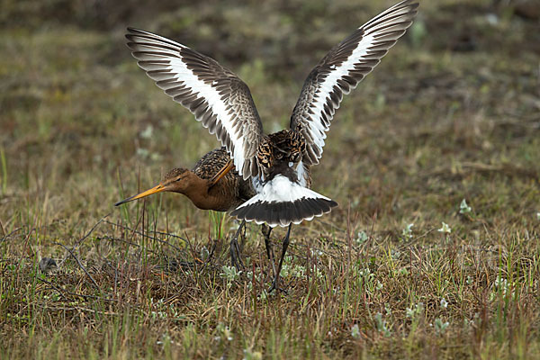 Uferschnepfe (Limosa limosa)