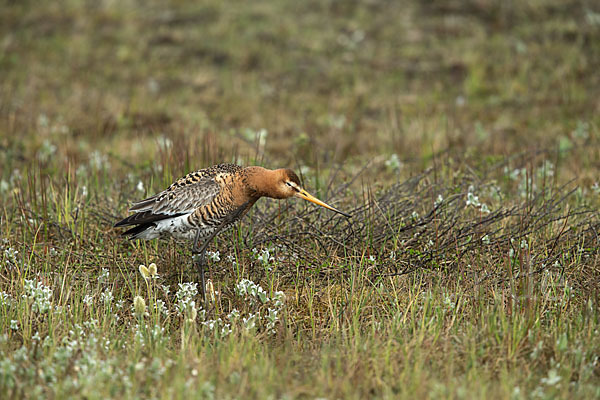 Uferschnepfe (Limosa limosa)