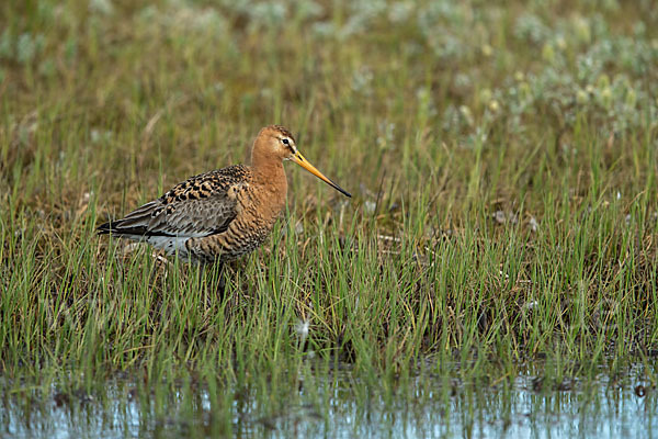 Uferschnepfe (Limosa limosa)