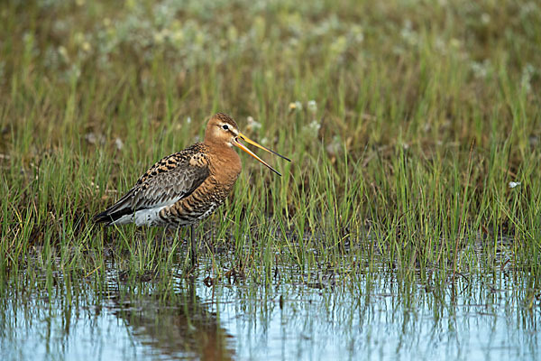 Uferschnepfe (Limosa limosa)