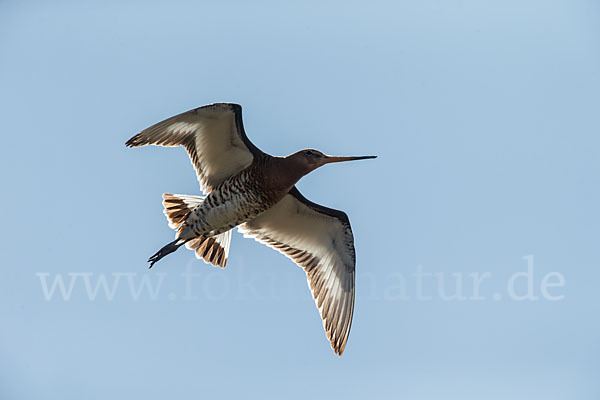 Uferschnepfe (Limosa limosa)