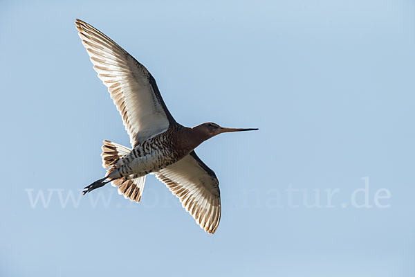 Uferschnepfe (Limosa limosa)