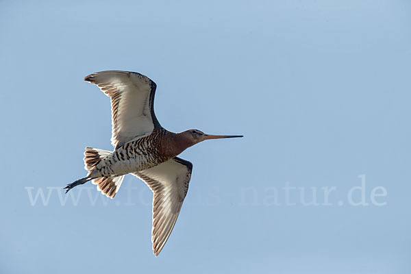 Uferschnepfe (Limosa limosa)