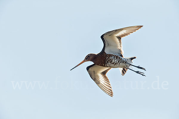 Uferschnepfe (Limosa limosa)