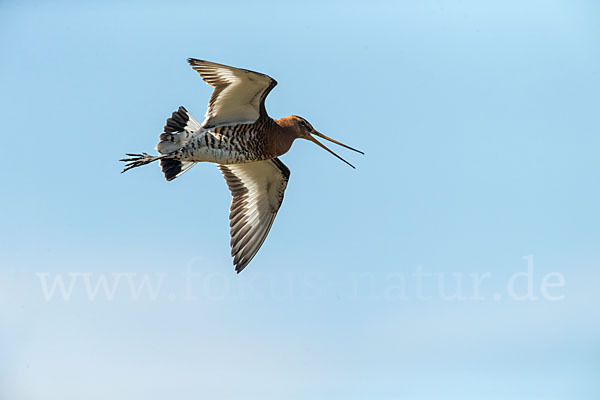 Uferschnepfe (Limosa limosa)