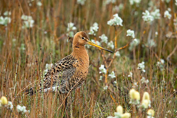 Uferschnepfe (Limosa limosa)