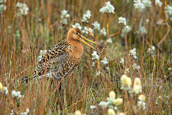 Uferschnepfe (Limosa limosa)