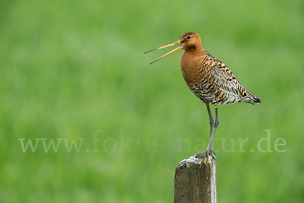 Uferschnepfe (Limosa limosa)