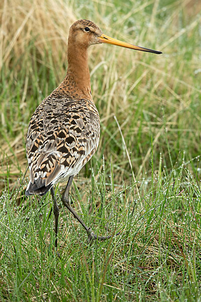 Uferschnepfe (Limosa limosa)