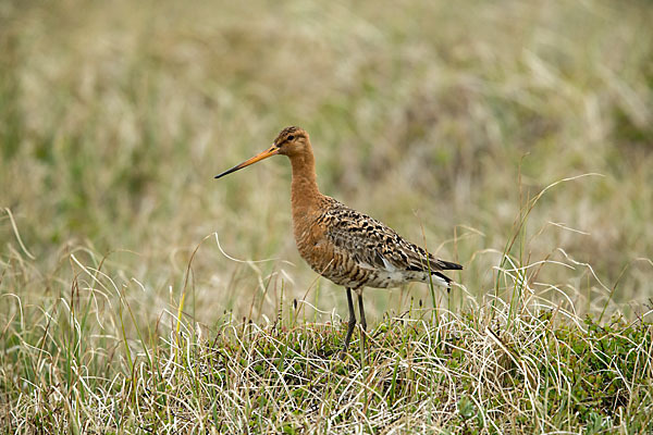 Uferschnepfe (Limosa limosa)