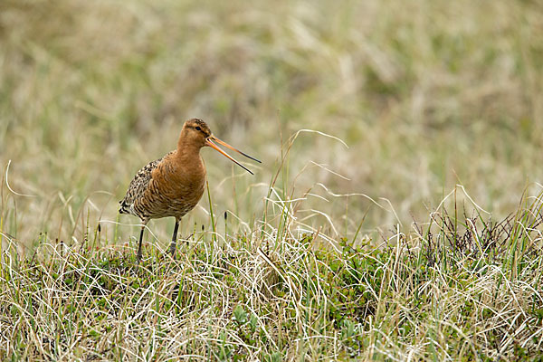 Uferschnepfe (Limosa limosa)