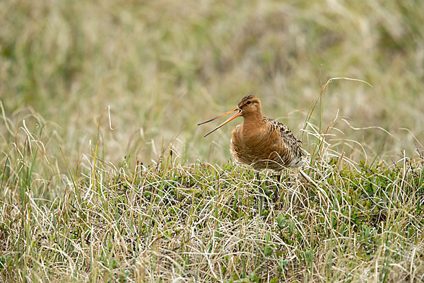 Uferschnepfe (Limosa limosa)