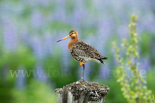 Uferschnepfe (Limosa limosa)