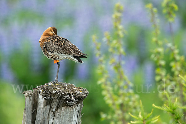 Uferschnepfe (Limosa limosa)