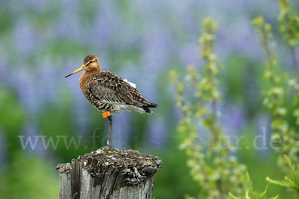 Uferschnepfe (Limosa limosa)