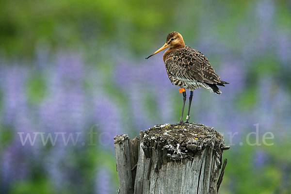 Uferschnepfe (Limosa limosa)