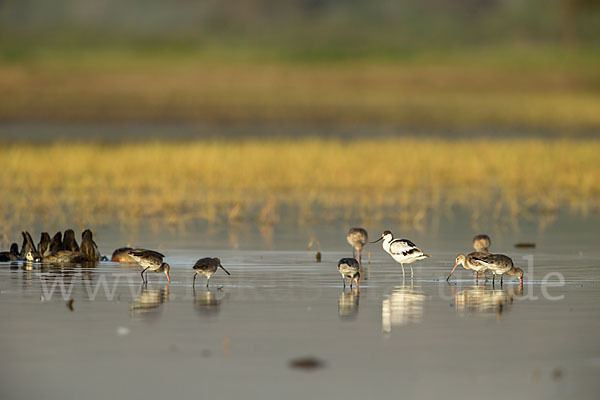 Uferschnepfe (Limosa limosa)