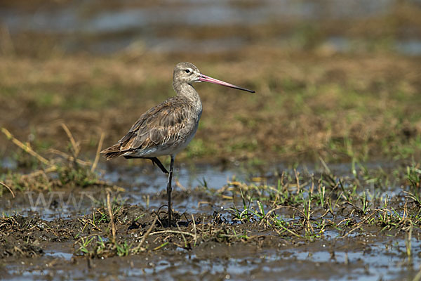 Uferschnepfe (Limosa limosa)