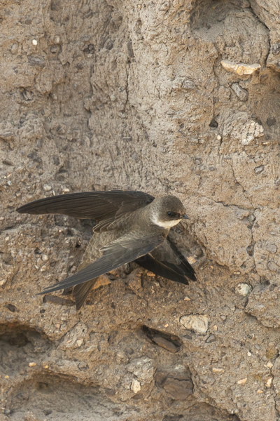 Uferschwalbe (Riparia riparia)