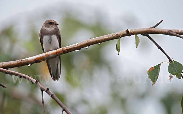 Uferschwalbe (Riparia riparia)