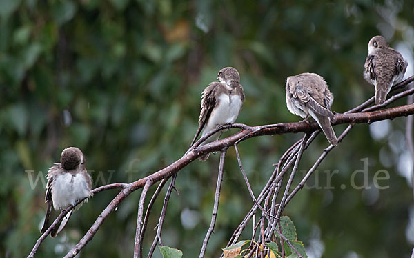 Uferschwalbe (Riparia riparia)