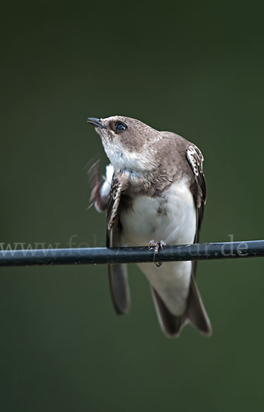 Uferschwalbe (Riparia riparia)