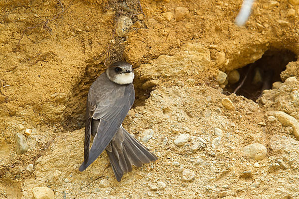 Uferschwalbe (Riparia riparia)