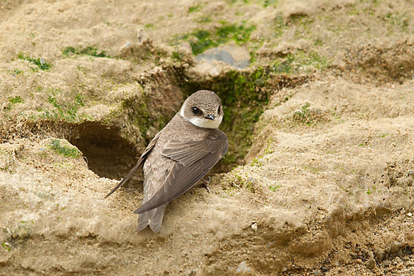 Uferschwalbe (Riparia riparia)