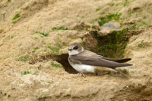 Uferschwalbe (Riparia riparia)