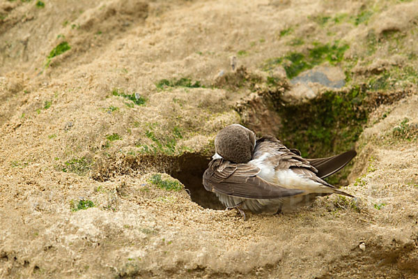 Uferschwalbe (Riparia riparia)