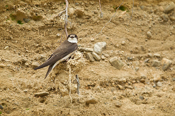 Uferschwalbe (Riparia riparia)