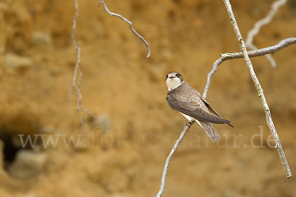 Uferschwalbe (Riparia riparia)