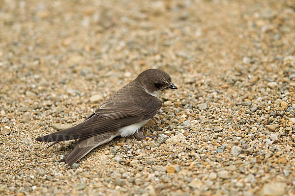 Uferschwalbe (Riparia riparia)