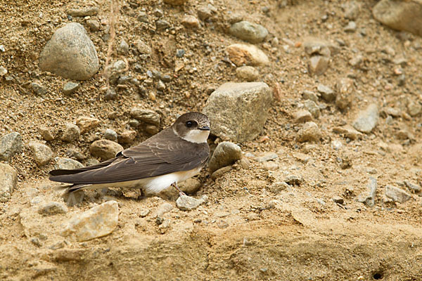 Uferschwalbe (Riparia riparia)