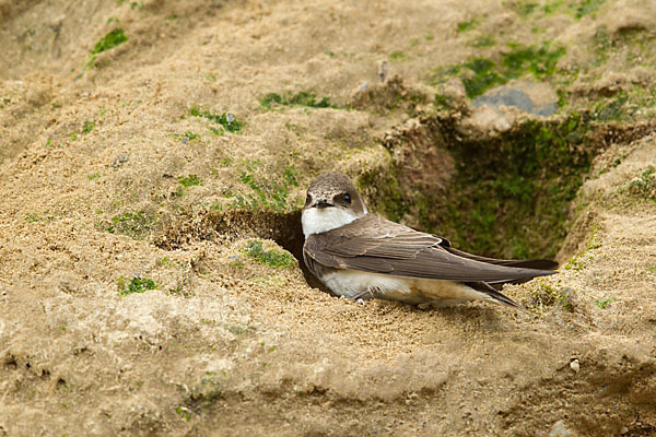 Uferschwalbe (Riparia riparia)