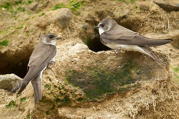 Uferschwalbe (Riparia riparia)