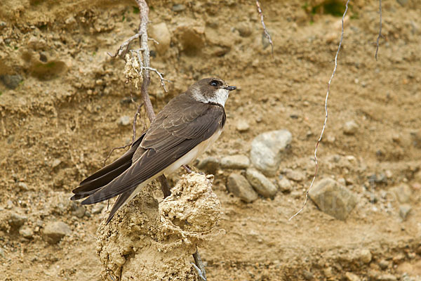 Uferschwalbe (Riparia riparia)