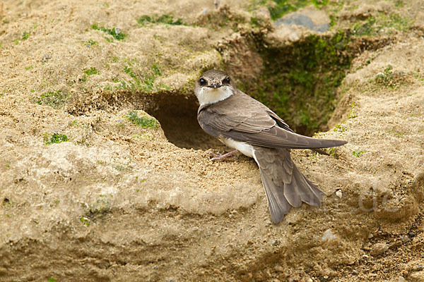 Uferschwalbe (Riparia riparia)