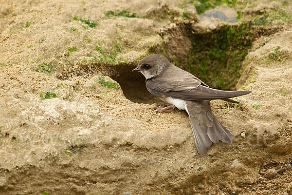 Uferschwalbe (Riparia riparia)