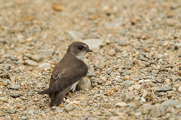 Uferschwalbe (Riparia riparia)