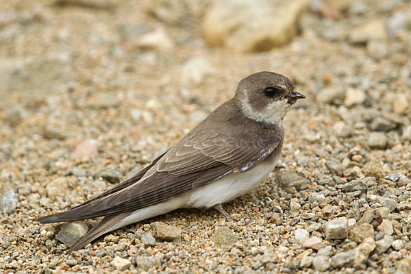 Uferschwalbe (Riparia riparia)