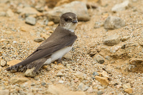 Uferschwalbe (Riparia riparia)