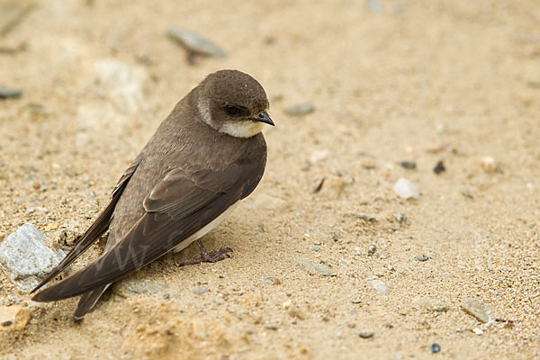 Uferschwalbe (Riparia riparia)