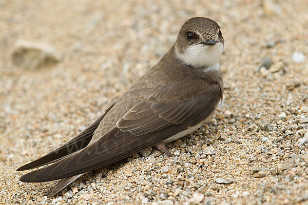 Uferschwalbe (Riparia riparia)