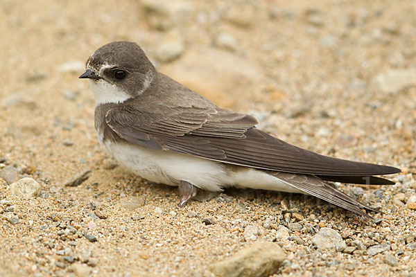 Uferschwalbe (Riparia riparia)