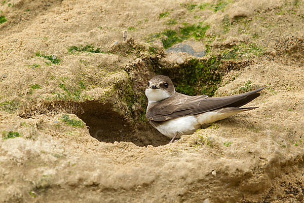 Uferschwalbe (Riparia riparia)