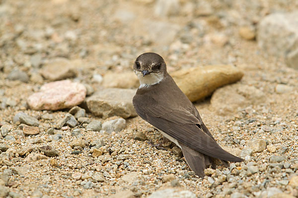 Uferschwalbe (Riparia riparia)