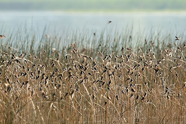 Uferschwalbe (Riparia riparia)