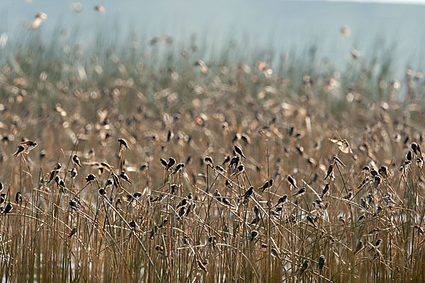 Uferschwalbe (Riparia riparia)